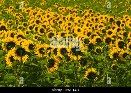 Back lit sunflower fields near Banon in Provence, France. Summer Stock Photo