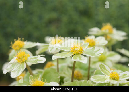 Hacquetia epipactis 'Thor' flowers with pale golden-yellow flowers and green-variegated bracts Stock Photo