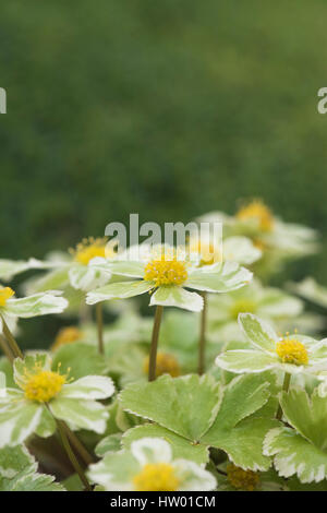 Hacquetia epipactis 'Thor' flowers with pale golden-yellow flowers and green-variegated bracts Stock Photo