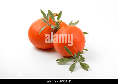 two orange pumpkins and sprigs of sage on white background Stock Photo