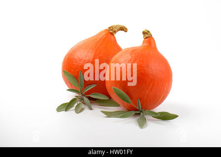 two orange pumpkins and sprigs of sage on white background Stock Photo
