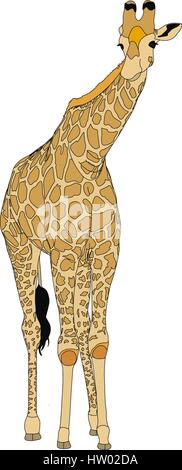 Portrait of a  standing Giraffe, looking into the cam - front view, hand drawn vector illustration isolated on white background Stock Vector