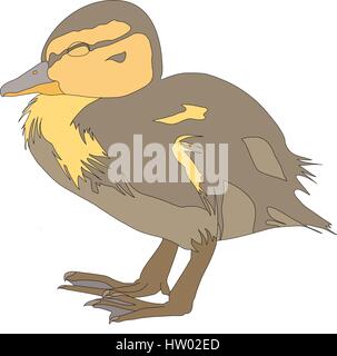 Portrait of a very cute and funny common mallard duck chicken Stock Vector
