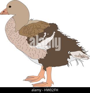 Goose drawing hi-res stock photography and images - Alamy