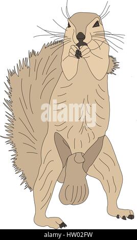 Portrait of a ground squirrel Stock Vector
