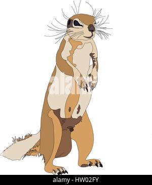 Portrait of a ground squirrel Stock Vector