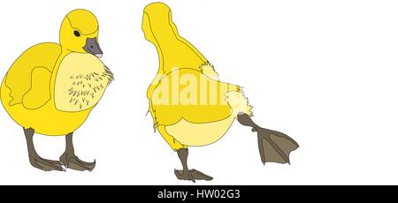 Portrait of a two joking and funny moving graylag goose Stock Vector