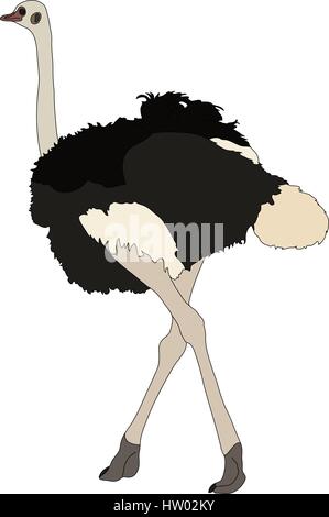 Portrait of a ostrich, walking away Stock Vector