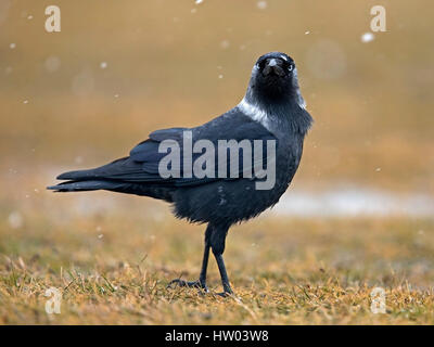 Jackdaw standing on ground Stock Photo