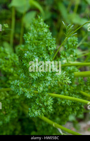 Favorit or Curly parsley growing in western Washington, USA.  This moss curled type is a real hit with both home gardeners and market growers. The tig Stock Photo