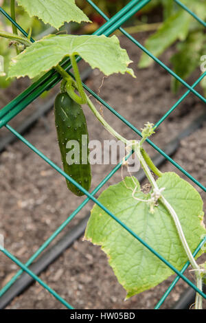 Cucumber growing on a trellis in Issaquah, Washington, USA Stock Photo