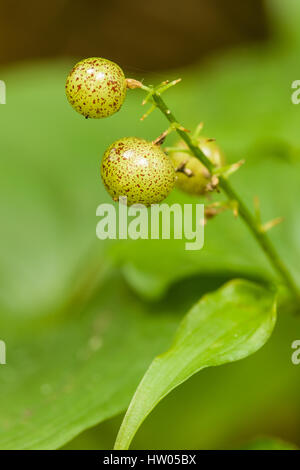 Siberian Miner's-Lettuce (Claytonia sibirica) seed capsule in Issaquah, Washington, USA Stock Photo