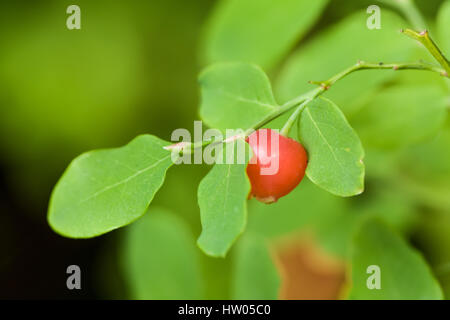 Ripe red Huckleberries growing on a shrub in Issaquah, Washington, USA.  Red huckleberries were eaten by all Pacific northwest coastal aboriginal grou Stock Photo