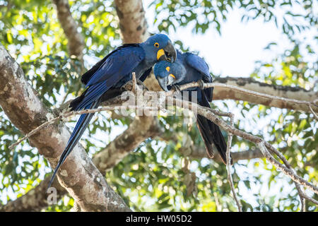 Mated pair of Hyacinth Macaws showing affection as they perch in a tree in the Pantanal region, Mato Grosso, Brazil, South America Stock Photo