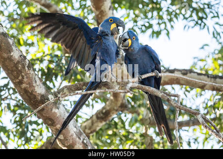 Mated pair of Hyacinth Macaws showing affection as they perch in a tree in the Pantanal region, Mato Grosso, Brazil, South America Stock Photo