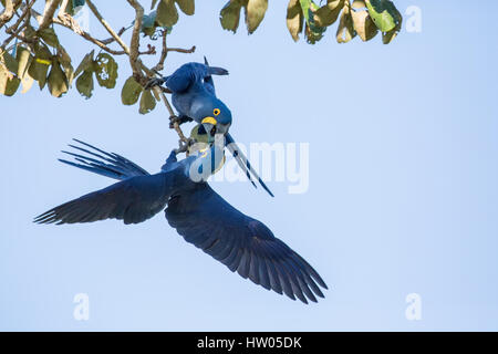 Pair of Hyacinth Macaws mated for life, showing affection, in the Pantanal region, Mato Grosso, Brazil, South America Stock Photo