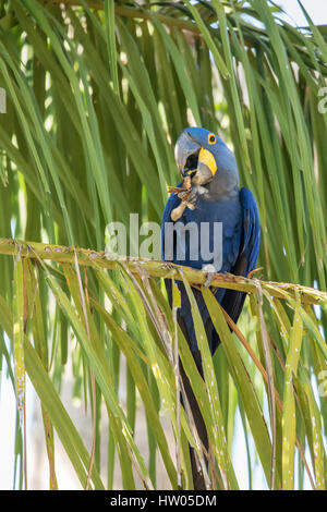 Hyacinth Macaw eating a Babassu palm seed from a Babassu Palm tree in the Pantanal region, Mato Grosso, Brazil, South America Stock Photo