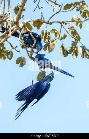 Pair of Hyacinth Macaws mated for life, showing affection, in the Pantanal region, Mato Grosso, Brazil, South America Stock Photo