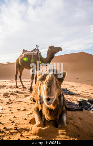 Camel on the Dunes of the Sahara Desert at sunset in Merzouga - Morocco - Africa Stock Photo