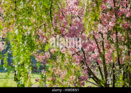 Beautiful cherry blossom at Schabarum Regional Park, Rowland Heights, Los Angeles County, California Stock Photo