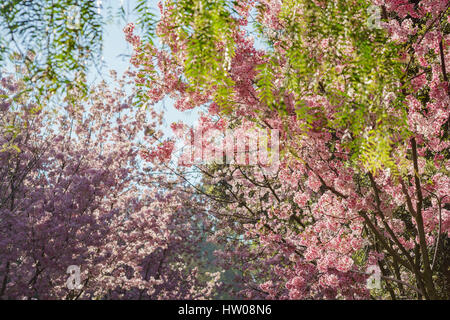 Beautiful cherry blossom at Schabarum Regional Park, Rowland Heights, Los Angeles County, California Stock Photo