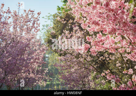 Beautiful cherry blossom at Schabarum Regional Park, Rowland Heights, Los Angeles County, California Stock Photo