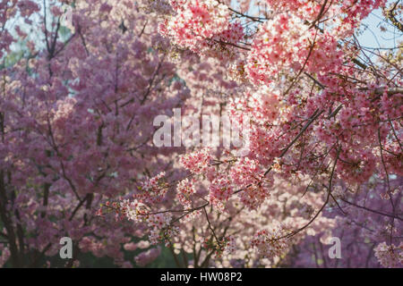 Beautiful cherry blossom at Schabarum Regional Park, Rowland Heights, Los Angeles County, California Stock Photo