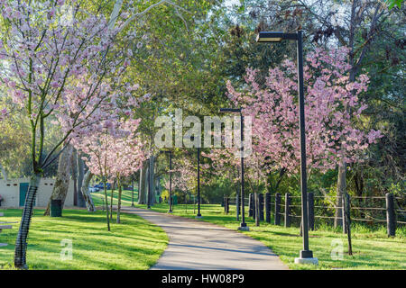 Beautiful cherry blossom at Schabarum Regional Park, Rowland Heights, Los Angeles County, California Stock Photo