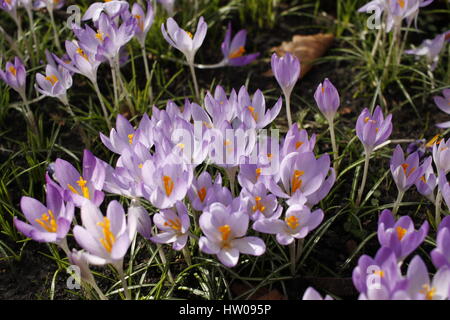 Hamburg, Germany, 15th, MAR, 2017. First spring crocuses of the year opening blossoms during a sunny day in Hamburg, Germany, 15.03.2017. Credit: T. Brand/Alamy Live News Stock Photo