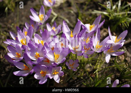 Hamburg, Germany, 15th, MAR, 2017. First spring crocuses of the year opening blossoms during a sunny day in Hamburg, Germany, 15.03.2017. Credit: T. Brand/Alamy Live News Stock Photo