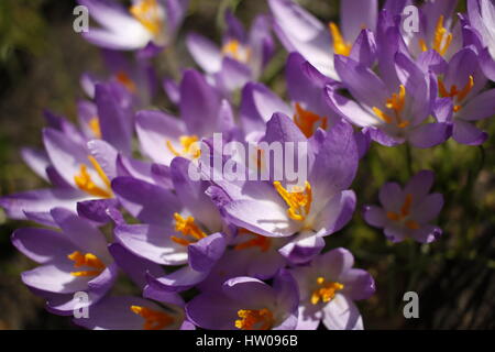 Hamburg, Germany, 15th, MAR, 2017. First spring crocuses of the year opening blossoms during a sunny day in Hamburg, Germany, 15.03.2017. Credit: T. Brand/Alamy Live News Stock Photo