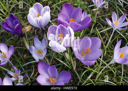 Hamburg, Germany, 15th, MAR, 2017. First spring crocuses of the year opening blossoms during a sunny day in Hamburg, Germany, 15.03.2017. Credit: T. Brand/Alamy Live News Stock Photo