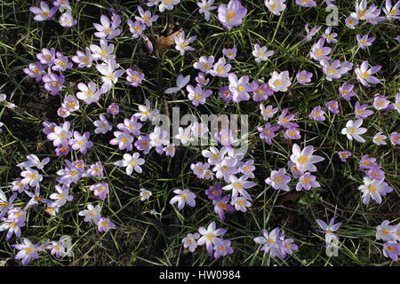 Hamburg, Germany, 15th, MAR, 2017. First spring crocuses of the year opening blossoms during a sunny day in Hamburg, Germany, 15.03.2017. Credit: T. Brand/Alamy Live News Stock Photo