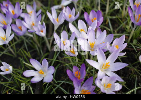 Hamburg, Germany, 15th, MAR, 2017. First spring crocuses of the year opening blossoms during a sunny day in Hamburg, Germany, 15.03.2017. Credit: T. Brand/Alamy Live News Stock Photo