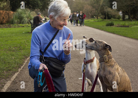 Dogs playing in Bute park, Cardiff with their owners. Stock Photo