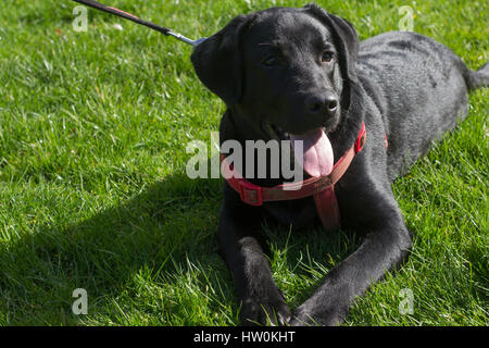 Dogs playing in Bute park, Cardiff with their owners. Stock Photo