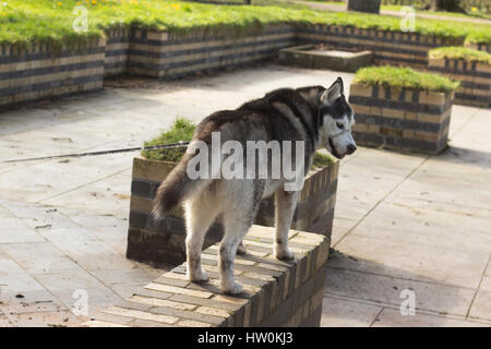 Dogs playing in Bute park, Cardiff with their owners. Stock Photo