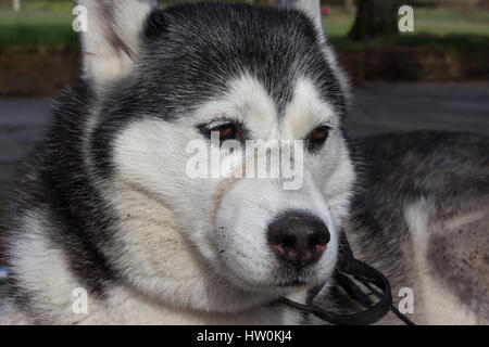 Dogs playing in Bute park, Cardiff with their owners. Stock Photo