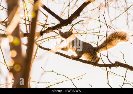 Squirrel In A Tree Getting Nuts Stock Photo