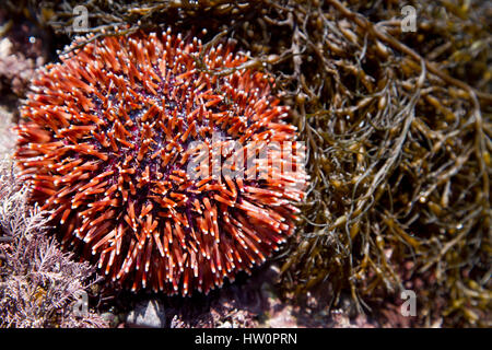 European edible sea urchin or common sea urchin (Echinus esculentus) in a tidal pool Stock Photo