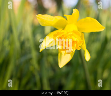 Narcissus pseudonarcissus daffodil opening in spring sunshine. Stock Photo