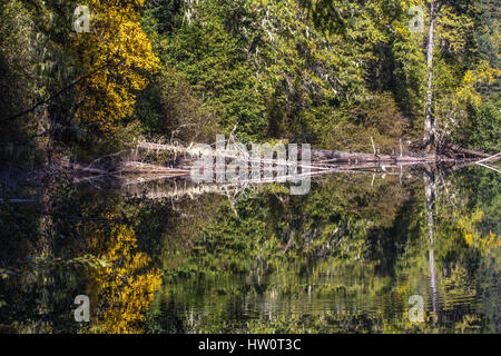 Perfect stillness of Birkenhead Lake creates  an optical illusion with the symmetry of yellow and green reflections Stock Photo