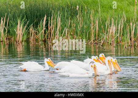 White pelicans, Lake Stafford, Brooks, Alberta Stock Photo