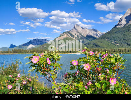 Wild roses; Alberta's Provincial flower, Gap Lake, near Canmore, Alberta, Canada Stock Photo