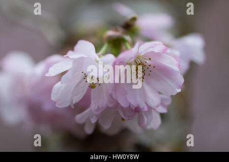 Pink flowering cherry, Prunus Accolade. Pink semi-double flowers of ornamental early spring blossoming hybrid tree Stock Photo