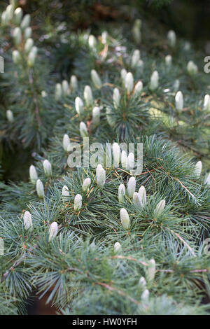 Cedrus deodara cones on the tree. Stock Photo