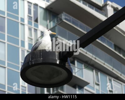 White bird urban environment modern architecture Stock Photo