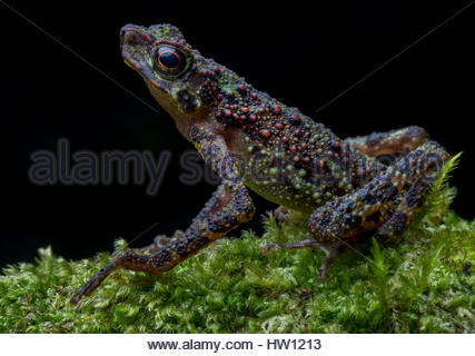 Bornean Rainbow Toad Ansonia latidisca endemic Borneo Sarawak frog