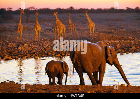 Elephant and giraffes at dusk, Okaukuejo Waterhole, Etosha National Park, Namibia