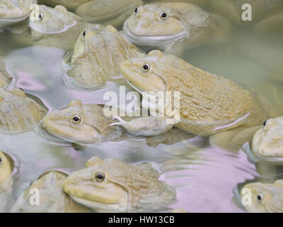 Bullfrog farming hi-res stock photography and images - Alamy